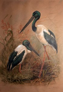 Black-necked Stork (Xenorhynchus australis)